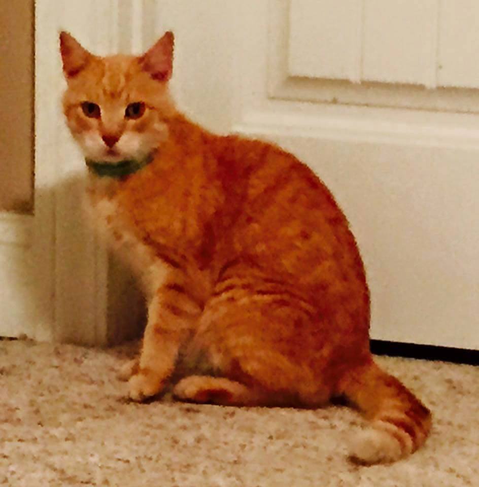 found-yellow-cat-the-grove-on-kickapoo-lost-and-found-pets-of